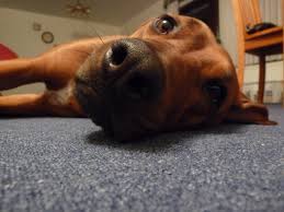 Maybe you would like to learn more about one of these? Fox Red Lab Puppies For Sale Canada The Y Guide