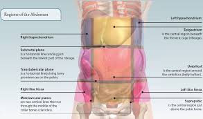 9 abdominal quadrants with with location of organs in each region #gain#practical#knowledge. 5 The Abdomen Basicmedical Key