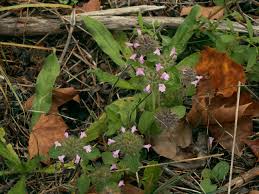 Image result for Clinopodium uhligii