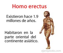 Características Del Homo Erectus