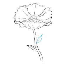 Red poppy flower during daytime. How To Draw A Poppy Really Easy Drawing Tutorial