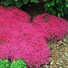 Creeping thyme grows four to six inches tall, and the lavender flowers appear just above the foliage. 1000pcs Bag Creeping Thyme Red Joss Seeds Perennial Ground Cover For Home Garden Buy Online In Andorra At Andorra Desertcart Com Productid 114372925