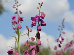 Image result for Polygala virgata