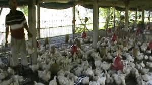 Secara umum, ayam petelur adalah ayam yang tujuan pemeliharaannya adalah untuk menghasilkan telur. Puluhan Ekor Ayam Mati Tiap Hari Karena Cuaca Panas Peternak Di Tuban Resah Bagian 1
