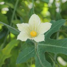 Image result for Coccinia sessilifolia