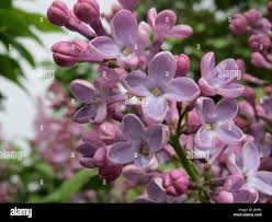 Image result for Oleaceae