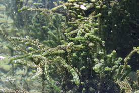 Image result for Lagarosiphon major