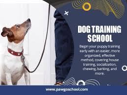 pin on dog obedience class singapore