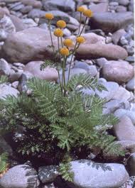 Image result for Tanacetum