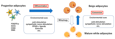 Image result for Beige 1972 Caloric