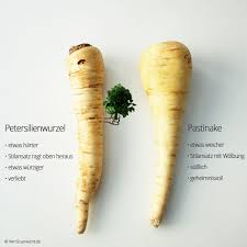 Die gemeine, oder wilde pastinake, mit dünner, holziger wurzel, drei fuß hohem stengel und kleinen haarigen blättern, wächst in ganz europa an ungebauten orten und wird auf wiesen als schädliches. Herr Gruns Foodfantasien Herr Grun Kocht Pastinaken Petersilienwurzel Pastinake Obst Und Gemuse