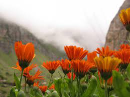 — summer capital of the union territory of jammu and kashmir and the largest city in the kashmir region. Valley Of Flowers Into The Heaven Itself By Bhumiraj Aaryan Invincible Ngo