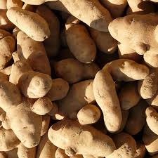 Check spelling or type a new query. Fingerlings Old World Potatoes Northwest Seed Pet