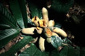 Image result for Uvariodendron