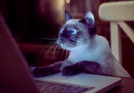 Get random facts based on a category, drawn from hundreds of thousands of fact entries in our database. Classifying Random Cat Facts Using Nlp And Sentiment Analysis Shaan Aucharagram