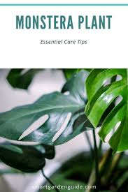 Monstera Deliciosa Care Learn How To Grow And Care For Your Swiss Cheese Plant Watering Light Soil Monstera Deliciosa Care Swiss Cheese Plant Cheese Plant