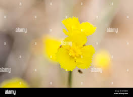 Image result for Xyridaceae