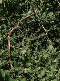 Image result for Asparagus flavicaulis