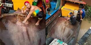 Check spelling or type a new query. Viral Video Ikan Pari Digelitik Malah Senyum Senyum Bikin Gemes Dream Co Id