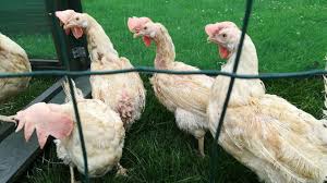 1000 Poules Blanches Destinees A L Abattoir A Sauver A Hannut Edition Digitale De Huy Waremme