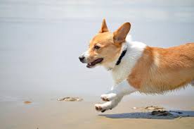 Find corgi in dogs & puppies for rehoming | find dogs and puppies locally for sale or adoption in ontario : Your Daily Dose Of Awwwww When Corgi Puppies Attack Video
