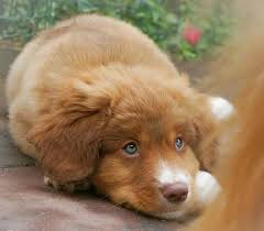 Nova Scotia Duck Tolling Retriever Puppies For Sale Beattyville Honden Hondjes Dieren