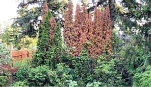 How To Paint Dead Cedar Trees So They
