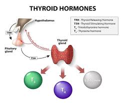 Image result for Thyroid Function Test