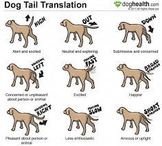 A Dogsworld Lacyandpaws Buzzfeedanimals Dogsofinsta Btcult Bostonterrierlove Wooftastic Mustlovedogs Dog Body Language Dog Training Dog Care