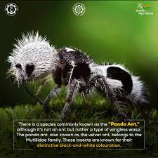 Image result for panda ant