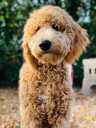 (royal palm beach) pic hide this posting. Home Raised Goldendoodle Puppies For Sale Peters Puppies