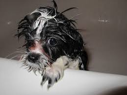 27 Pictures Of Dogs Getting Baths That Will Make Your Heart Explode Funny Animal Pictures Cute Baby Animals Funny Animals