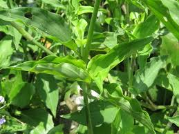 Image result for Aneilema dregeanum