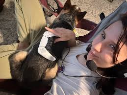 Clingy heeler behavior and needing space