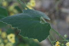 Image result for Momordica corymbifera