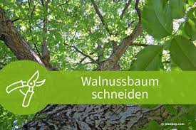 Weitere ideen zu baum schneiden, obstbaumschnitt, obstbäume schneiden. Walnussbaum Schneiden 5 Anleitungen Und Zahlreiche Tipps