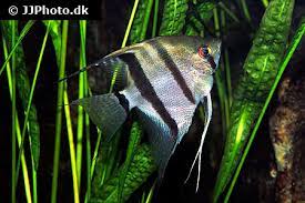 Angelfish Care Size Life Span Tank Mates Breeding