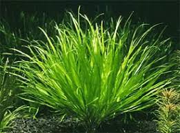 Image result for Blyxa aubertii
