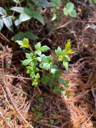 Image result for Lefebvrea grantii