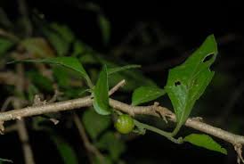 Image result for Erythrococca