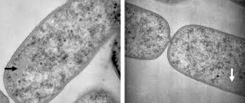 Image result for Pycreus fibrillosus