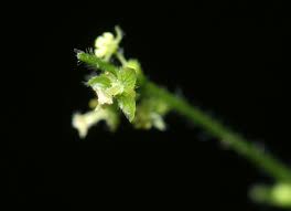 Image result for Micrococca mercurialis