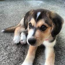 Cutest Goberian Puppy Puppies Cute Dogs Animals
