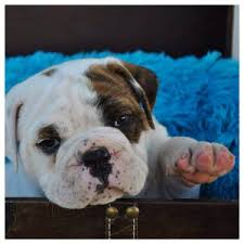 How to soften dog paws. 5 Must Know Tips For Taking Care Of Your Dog S Paws