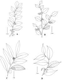 Image result for Streblus