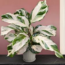 Image result for calathea