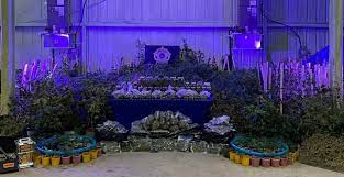 Maybe you would like to learn more about one of these? Deputies Bust Major Marijuana Grow Operation Spanning Ebr Livingston Parishes