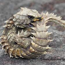Featured Wildlife Shot Of The Day Photographe Armadillo Lizard Cute Lizard Cute Reptiles