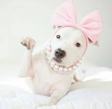 Pin By Alex Huerta On Pit Bull Love Animales Cachorros Mascotas
