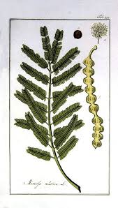 Image result for Embelia nilotica